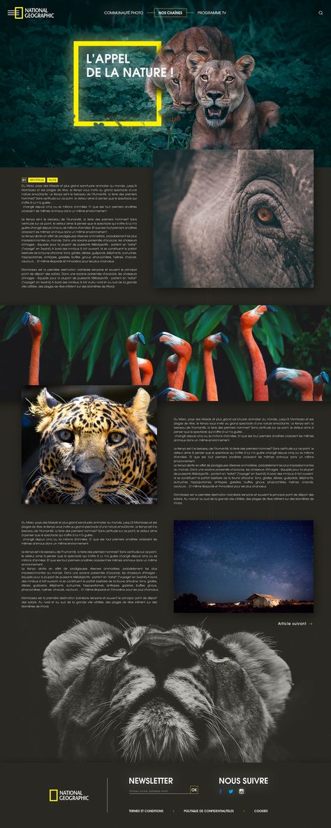 African Website Design, Magazine Website Design, Natural Geographic, Wildlife Magazine, Hawkeye Avengers, Environment Photography, Magazine Layouts, Magazine Website, App Interface Design