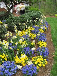 purple and yellow Yellow And Purple Garden, Burgundy Garden, Yellow Shrubs, Spring Containers, Front Driveway, Driveway Garden, Bee Friendly Flowers, Landscaping Around House, Beginners Landscaping