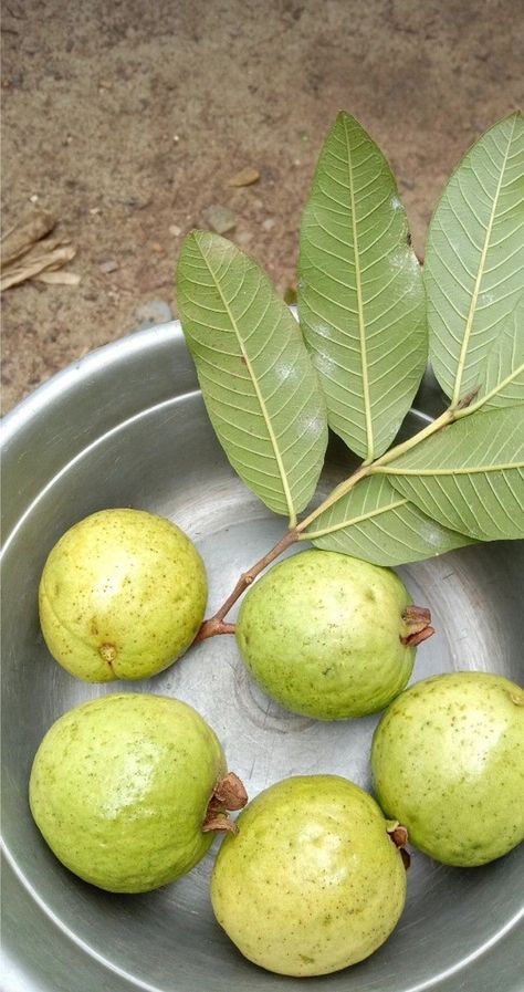 Guava Aesthetic, Food Photography Fruit, Fashion Wallpaper Aesthetic, Eid Pics, Guava Fruit, Eating Food Funny, Fruits Photos, Spain Food, Shiva Photos