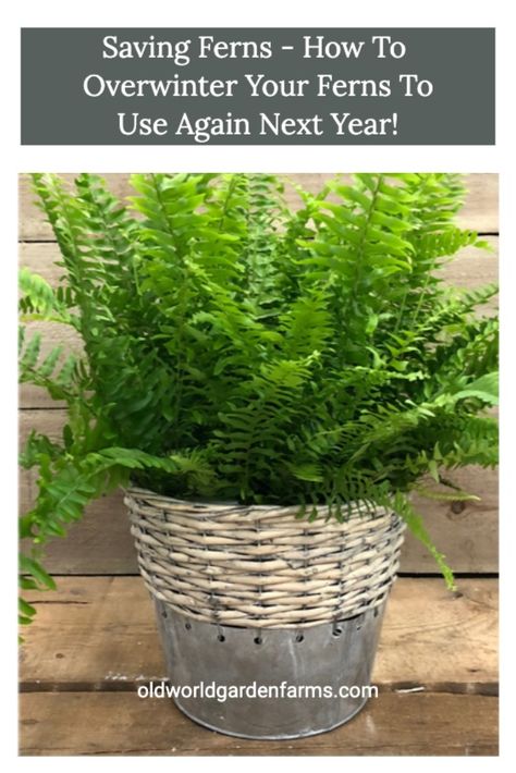 How to save your Ferns for next year. The keys to overwintering your ferns to use year after year. #ferns #save #overwinter Saving Ferns Over Winter, How To Overwinter Ferns, Gardening Kit Gift, Potted Ferns, Ferns Care, Winter Care, Ferns Garden, Boston Fern, Container Ideas