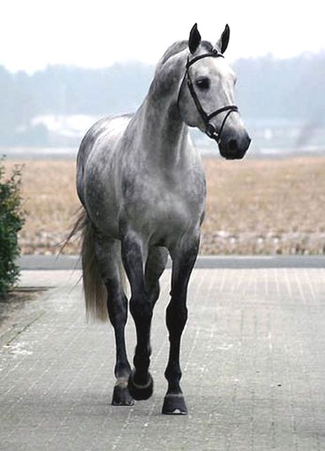 Winston Churchill - Holsteiner Dapple Grey Horses, Gray Horse, Rasy Koni, Grey Horse, All About Horses, Majestic Horse, All The Pretty Horses, Oldenburg, Horse Crazy