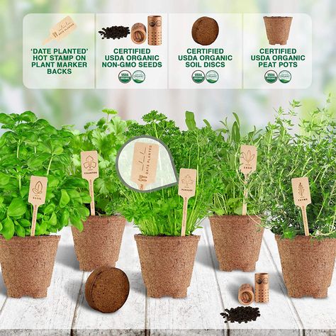 Cilantro Parsley, Date Plant, Peat Pots, Herb Garden Kit, Indoor Herb, Growing Gardens, Culinary Herbs, Indoor Herb Garden, Grow Kit