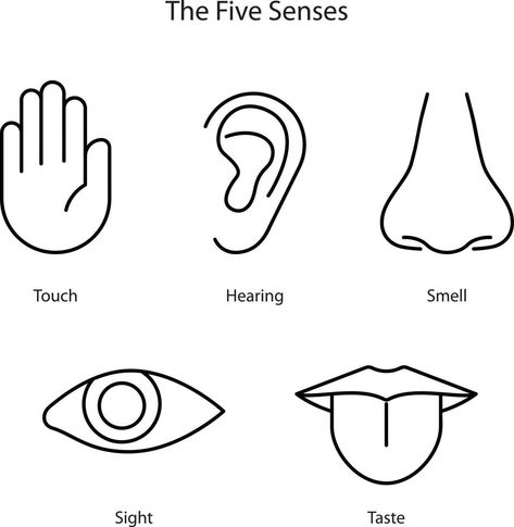 Drawing Of Nose, Easy Nose Drawings, Body Parts For Kids, Human Senses, Kindergarten Drawing, Senses Preschool, My Five Senses, Body Parts Preschool, How To Draw Ears