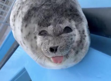 Smiling And Winking Baby Seal Sticking Tongue Out | Silly Baby Seal With Tongue Out | Know Your Meme Funny Seals, Harp Seal, Cute Seals, Baby Seal, A Seal, Silly Animals, Sea Lion, Marine Animals, Arte Horror