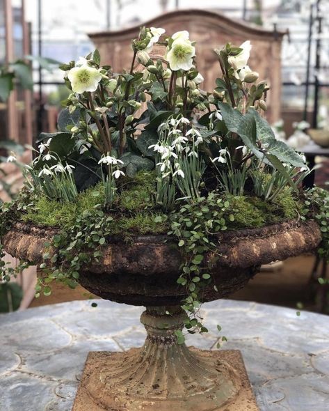 Vintage Garden Ideas, Spring Planter, Container Garden Design, Potager Garden, Garden Urns, Flower Pots Outdoor, Garden Containers, Outdoor Retreat, Container Flowers