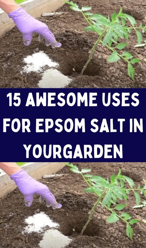 How To Use Epsom Salt In The Garden, How To Water Ferns With Epsom Salt, Epsom Salt For Ferns, Epsom Salt Tomato Plants, Epsom Salt For Roses, Epsom Salt For Tomatoes, Uses For Epsom Salt, Epsom Salt For Plants, Epsom Salt Garden