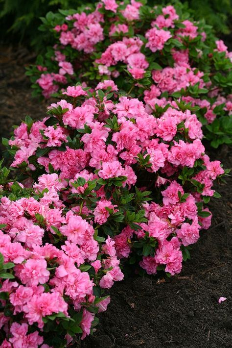 Not only are the ruffled pink flowers of Bloom-A-Thon Pink Double reblooming azalea super showy, but it is also the longest blooming in the series with over 20 weeks of color. Missouri Landscape, Pink Plants, Front Yard Plants, Interesting Plants, Rock House, Cottage Garden Design, 20 Weeks, Pink Plant, Proven Winners