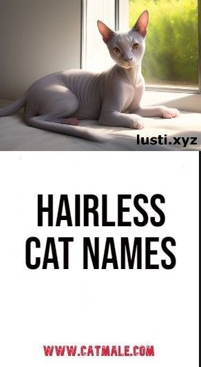 Hairless Cat Names Sphynx Cat Names, Hairless Animals, Gato Sphynx, Sphinx Cat, Hairless Cat, Sphynx Cat, Cat Names, Sphynx, Cat Girl