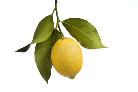 Lemon with leaves isolated. On white , #spon, #leaves, #Lemon, #white, #isolated #ad Lemon With Leaves, Lemon Reference Photo, Lemon Reference, Lemon Photo, Lemon Photography, Lemon Branch, Lemon Plant, Leaf Png, Lemon Leaf