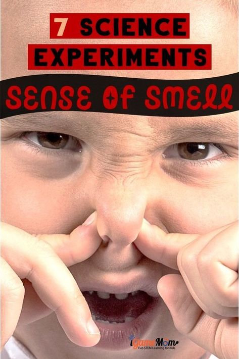 STEM resource for My 5 Senses unit. What are the five senses? Why can we smell? Fun science activities that answer kids questions about the sense of smell. Five senses activities for preschool kindergarten to high school. Activities For 5 Senses, Sense Of Smell Activities, Five Senses Activities, My 5 Senses, Fun Science Activities, Prek Science, 5 Senses Activities, Food School, Science Technology Engineering Math