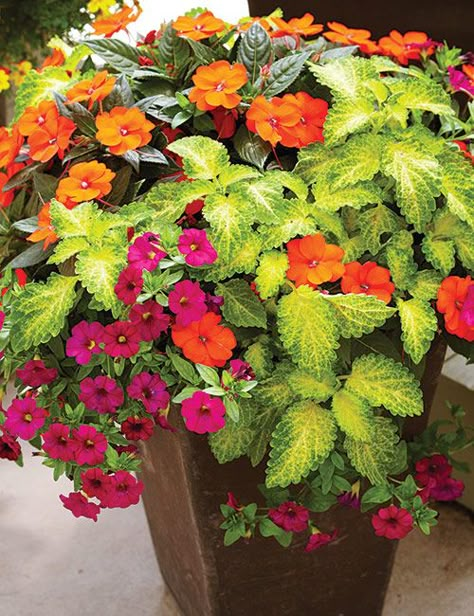 Summer Containers, Summer Planters, Summer Planter, Flower Pot Ideas, Patio Flowers, Container Garden Design, Flower Containers, Container Gardening Flowers, Flower Pots Outdoor