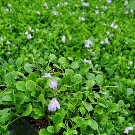 Mazus Reptans, Green Mat, Ground Cover, Bright Green, Shades Of Green, Perennials, Lush, Vines, Lavender