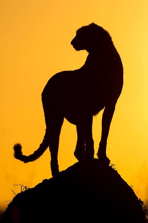 Cheetah / Guépard / Image by richardpetersphoto (Richard Peters Wildlife) from instagram Cheetah Silhouette, Cheetah Tail, Cheetah Painting, Animal Photography Wildlife, Painting Easy, From Instagram, The Two, Animal Photography, Painted Rocks