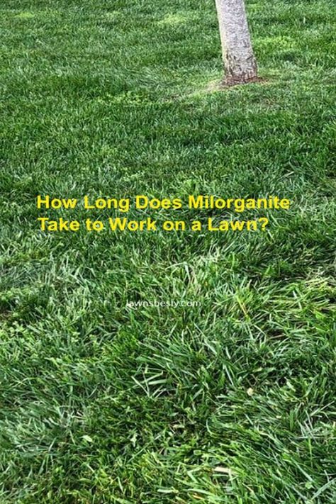 Milorganite is an all-purpose slow-release nitrogen fertilizer that can improve the health of your grass. So, how long does milorganite take to work on a lawn? Here is the answer. Milorganite Fertilizer, Grass Fertilizer, Lawn Food, Lawn Fertilizer, Grass Seed, Plant Lighting, All About Plants, Lawn Care, Backyard Patio