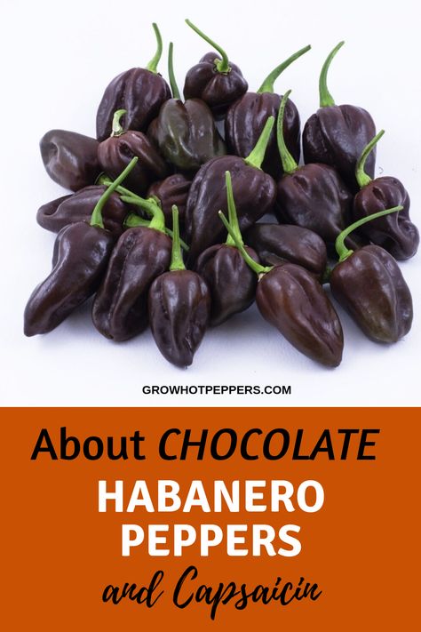 Chocolate Habanero Hot Sauce Recipe, Peppers In Pots, Pepper Growing, Habanero Recipes, Farm Plants, Como Plantar Pitaya, Pepper Varieties, Growing Hot Pepper, Plants In Containers