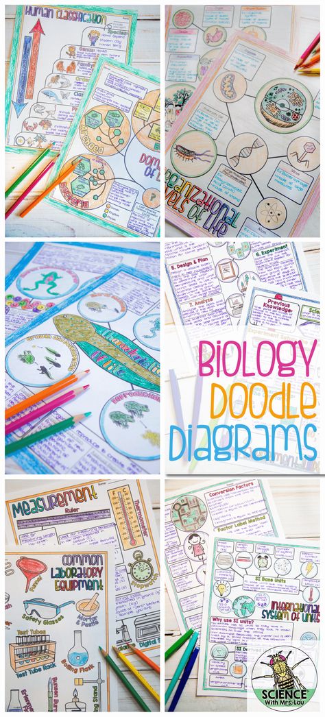 Diagram Notes, Apologia Biology, Science Doodles, School Biology, Biology Classroom, High School Biology, Ap Biology, Science Notebooks, Doodle Notes