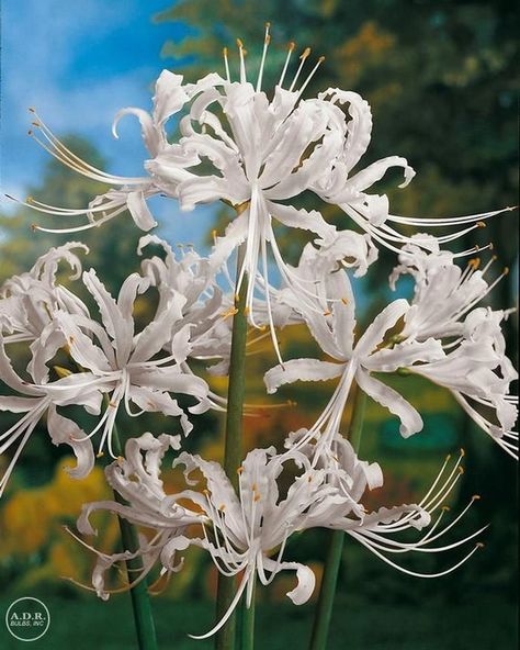 Spider Lily, (1  Bulbs )  ,Size 11/12, hardy in zone 6-10 , Lycoris radiata (choose your Color) White Spider Lily, White Spider, Spider Lily, Garden Seeds, Turks And Caicos Islands, Soil, Chibi, Lily, Plants