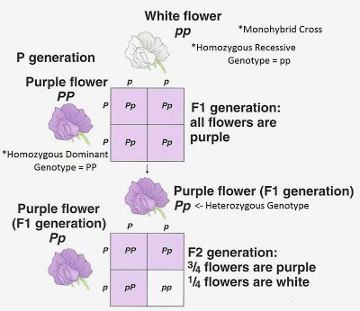 Monohybrid Cross, Pea Plants, Plants Purple, Pea Plant, Biology Lessons, Teacher Tips, Bad Food, Science Teacher, Teacher Hacks