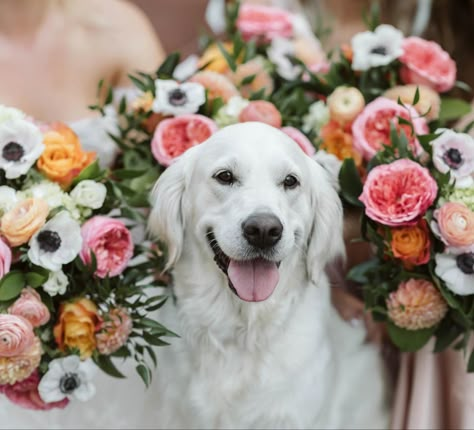 Golden retriever wedding day flower dog wedding florals colorful florals English cream golden retriever Dog Wedding Pictures, Golden Retriever Wedding, Dog Wedding Photos, Dog Bridesmaid, English Cream Golden Retriever, Cream Golden Retriever, Wedding Shot List, Floral Dog Collar, English Cream