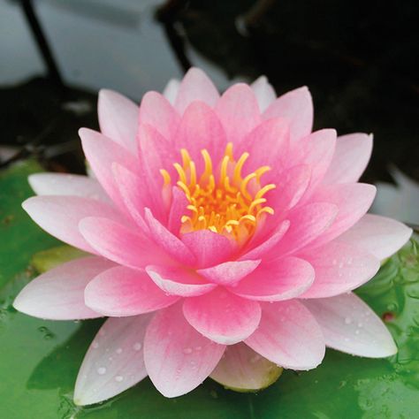 Some facts about julyBirth flower Water Lily: This free flowering lily bares beautiful, large, soft pink double flowers which can sometimes be seen at late as October or early November. Good for medium to large ponds. To know more visit here: http://bit.ly/2sof1P1 #waterlily #julyflower #onlineflowersinpune #bloomsonly Full Sun Flowers, Bog Plants, Water Lily Pond, Lily Plants, Pond Plants, Lily Pond, Aquatic Plants, Flowers Online, Water Flowers