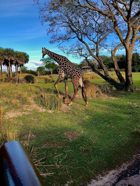 Safari ride at Animal Kingdom Disnay World Parks Orlando Animal Kingdom Safari, Animal Kingdom Orlando, Disney World Orlando, Orlando Parks, Disney Orlando, Disney Animals, Disney Photos, Disney World Resorts, Disney Dream