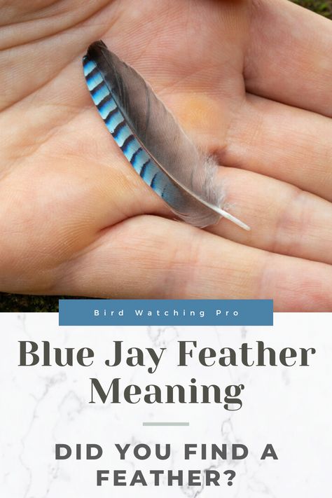 Feather Quote Tattoo, Turkey Feather Meaning, Crow Feather Meaning, Bird Feather Art, Blue Feather Meaning, What To Do With Feathers, Finding Feathers Meaning, Bluejay Feather Tattoo, Blue Jay Tattoo Black And White