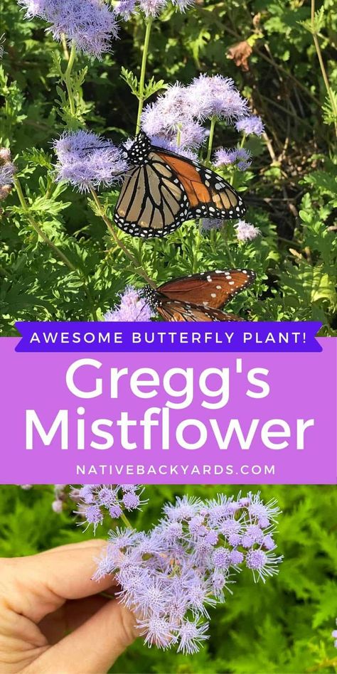 5 Benefits of Growing Greggs Mistflower - Native Backyards Queen Butterfly, Houston Garden, Texas Plants, Texas Native Plants, Front Yard Plants, Pollinator Plants, Light Purple Flowers, Butterfly Magnet, Butterfly Plants