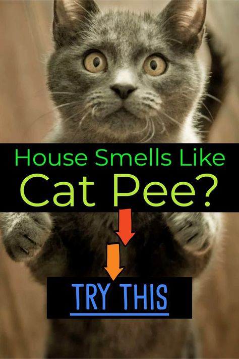 Cat Pee Smell REMOVAL.  How to clean cat urine smell. If your house smells like cat pee, your rental house smells or apartment smells like pee and you need to get pet urine smell out of carpet - Try this! Cat peed on carpet, bed, mattress, couch or your clothes?  Cat spraying in the house? Need to remove cat spray smell and get that cat pee smell OUT of your house? This homemade cat pee cleaner is my home remedies to clean cat urine from carpet, couch clothes etc.  baking soda for carpet odors Cat Pee Smell Removal, Remove Cat Urine Smell, Pet Urine Smell, Cat Urine Remover, Cat Pee Smell, Smell Remover, Cat Urine Smells, Pee Smell, Cat Repellant