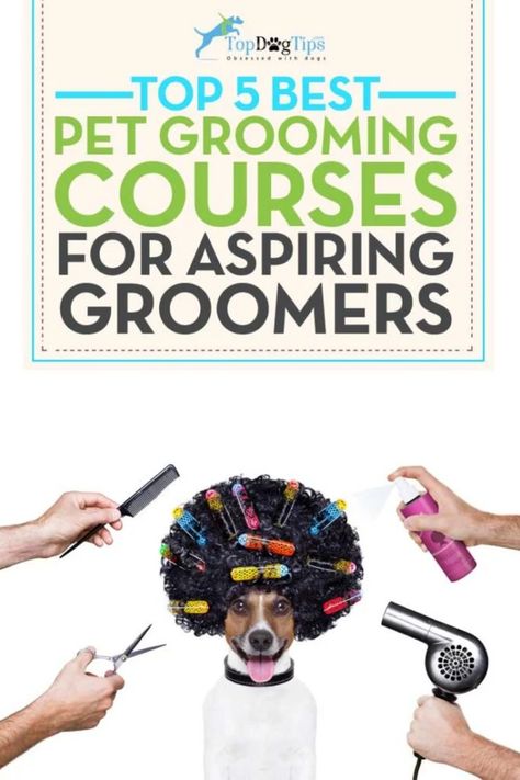 Master Dog Grooming: Best Online Courses Pet Grooming Business, Dog Grooming Tools, Grooming Business, Dog Grooming Salons, Dog Clippers, Dogs Grooming, Puppy Grooming, Dog Grooming Tips, Grooming Shop