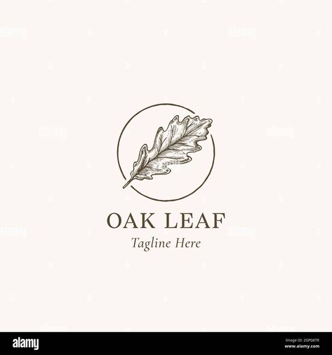 Oak Logo Design, Oak Leaf Logo, Oak Tree Logo Design, Oak Tree Logo, Oak Logo, Leaf Sketch, Leaves Sketch, Tree Logo Design, Leaf Abstract