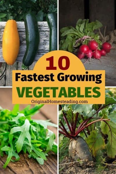 Top 10 Fastest Growing Vegetables of All Time for Your Garden Best Vegetable To Grow In Raised Beds, Easiest Vegetables To Grow Raised Beds, Easy To Grow Vegetables Raised Beds, Easiest Plants To Grow From Seed, Fastest Growing Vegetables, How To Grow Vegetables From Seeds, Gardening In Florida For Beginners, Easy Seeds To Grow, Greenhouse 101