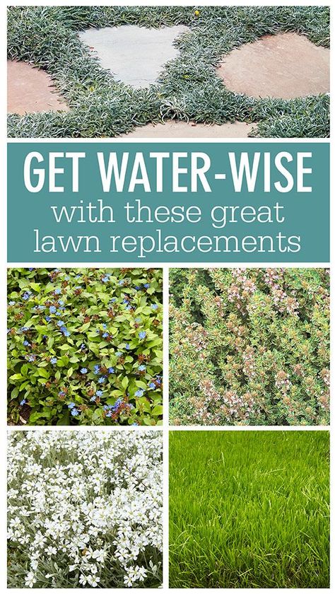 Drought Tolerant Grass Alternative, Low Water Ground Cover, Alternative Grass Ideas, Cute Lawn Ideas, Drought Tolerant Lawn Alternative, Grass Alternatives Front Yard, What To Plant Instead Of Lawn, Alternative Grass Lawns, Ground Cover Instead Of Lawn