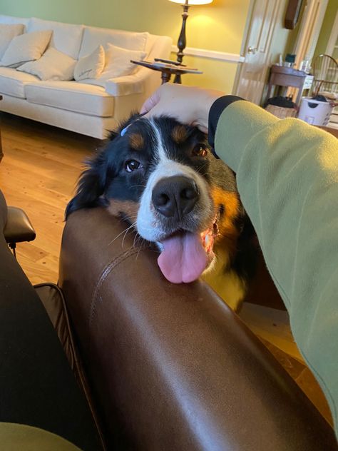 Owning A Dog Aesthetic, Dog Sitting Aesthetic, Old Dog Aesthetic, Bernese Mountain Dog Aesthetic, Dog Aesthetic, Sick Dog, Sweet Boy, Seasons Of Life, Pet Sitting