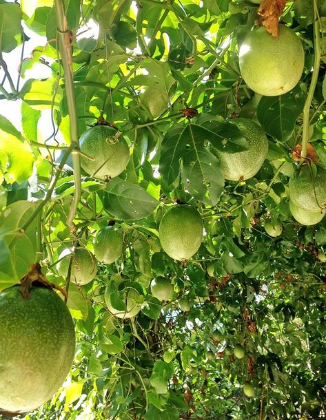 These tropical fruits are one of the most bountiful backyard crops. Follow these helpful hints and you could yield a successful crop of your own. Grow Passionfruit, Growing Passion Fruit, Passionfruit Vine, Passion Fruit Plant, Growing Fruit Trees, Basket Anime, Gardening Inspiration, Fruit Picture, Garden Inspo