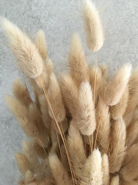 Lagurus Ovatus, Mini Pampas, Ornamental Grass, Bunny Tails, Bunny Tail, Ornamental Grasses, Green Flower, Church Wedding, Pampas Grass