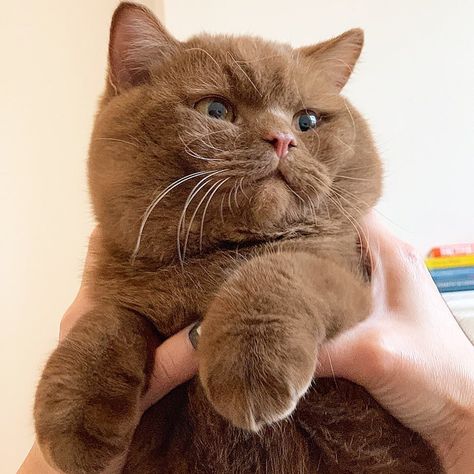 Cinnamon British Shorthair, Brown Fluffy Cat, Brown British Shorthair, Chocolate Brown Cat, Light Brown Cat, Brown Cats, Chocolate Cat, Söt Katt, Brown Cat