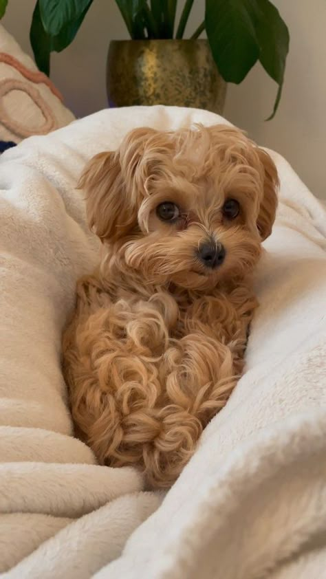 Fluffy Puppy Aesthetic, Teacup Maltipoo Puppy, Maltipoo Aesthetic, Maltipoo Full Grown, Mini Maltipoo, Dog Maltipoo, Cute Tiny Dogs, Cavapoo Breeders, Dream Puppy