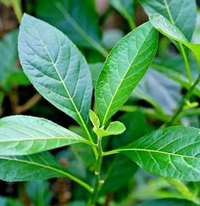 African Bitter Leaf Plant - 6-12" Tall Live Plant - 2.5" Pot - Edible Leaves - Nutrient Rich Herb - Vernonia Amygdalina