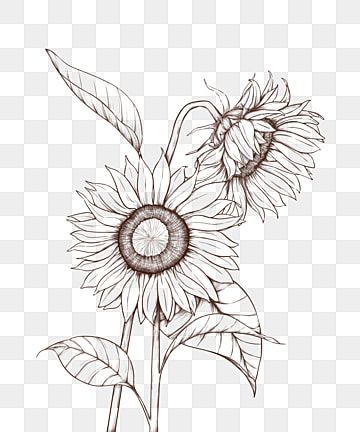 line drawing flower bloom sunflower sunflower,line draft,sunflower vector,black and white flowers Sunflower Illustration Black And White, Sunflower Clipart Black And White, Black And White Sunflower Drawing, Sunflower Drawing Black And White, Sunflower Sketch Simple, Sunflower Bouquet Drawing, Line Drawing Sunflower, Sunflower Line Drawing, Draw Sunflower