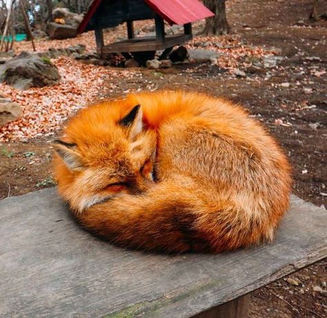 Fox Core Aesthetic, Orange Fox Aesthetic, Red Fox Aesthetic, Foxes Aesthetic, Fox Therian Pfp, Fox Pfp, Fox Aesthetic, Fox Halloween, Fox Pups