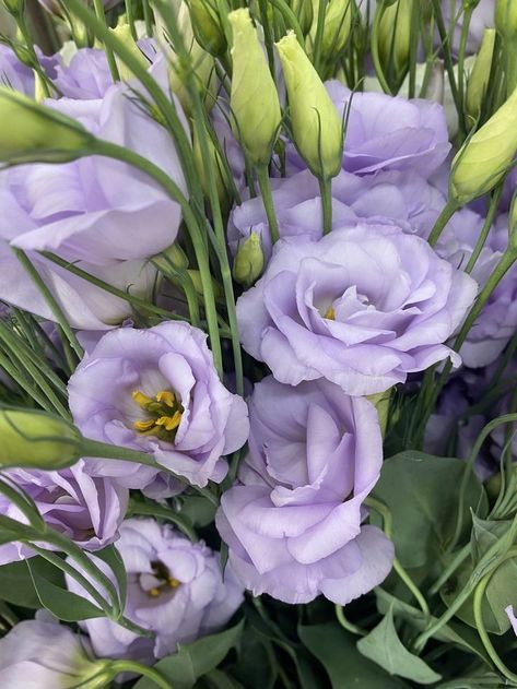 September Bouquet, Lisianthus Bouquet, Lisianthus Flowers, Bouquet Lavender, October Flowers, September Flowers, Flower Identification, Purple Wedding Theme, Aesthetic Flowers