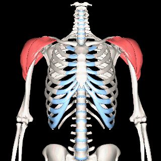 3D Image of the Deltoid Muscle Deltoid Muscle Drawing, Deltoid Muscle Anatomy, Deltoid Anatomy, Deltoid Muscle, Skeleton Muscles, Pectoralis Major, Arm Anatomy, Human Muscle Anatomy, Human Anatomy Reference