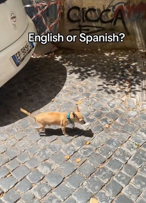 Do You Speak English Or Spanish? The Meme Making People Gay English Or Spanish, Meme Search, Gay Meme, Memes English, Spanish Videos, Michael Shannon, English Memes, Internet Culture, Gay Memes