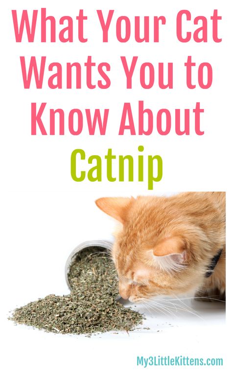 What Your Cat Wants You to Know About Catnip - My 3 Little Kittens Catnip Plant, House Cats, Cat Info, Cat Hacks, Cat Care Tips, Owning A Cat, Cat Scratching Post, Dog Agility, Cat Behavior