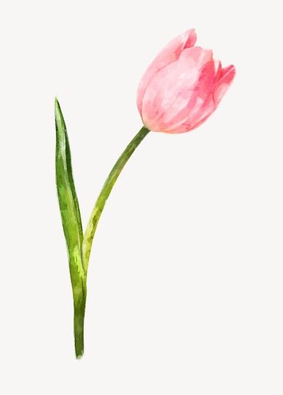 Watercolor pink tulip, flower collage | Premium PSD - rawpixel Pink Tulip Watercolor, Tulip Watercolor, Tulips Watercolor, Tulips Aesthetic, Girl Paintings, Tulip Drawing, Flower Tulip, Watercolor Tulips, Print Outs