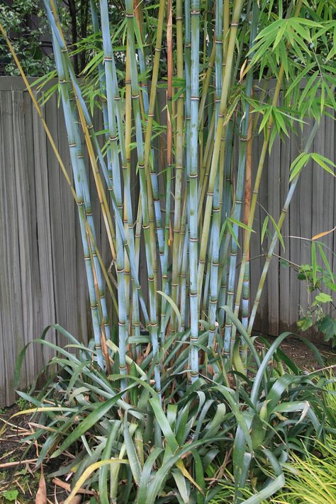 Himalayacalamus hookerianus 'Bill Teague' Black Bamboo Plant, Clumping Bamboo, Blue Bamboo, Backyard Dreams, Bamboo Plant, Bamboo Garden, Bamboo Tree, Black Bamboo, Starter Plants