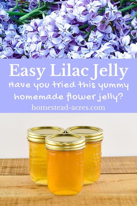 EASY LILAC JELLY RECIPE - Looking for a fun and unique jelly recipe? Then you’ll love this yummy lilac flower jelly! Try making your own jelly this spring and enjoy a taste of spring all year long. #canning #jellyrecipes #foodpreservation #homesteadacres Lilac Jelly, Flower Jelly, Edible Flowers Recipes, Canning Recipe, Dandelion Jelly, Homemade Jelly, Jelly Recipe, Flowers To Make, Foraged Food