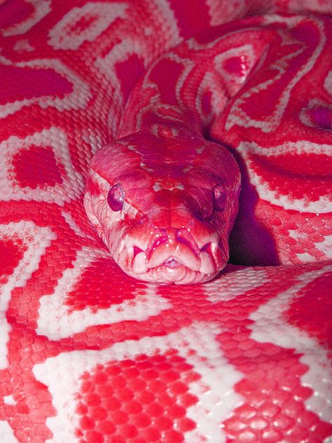 Cool Snakes, Pretty Snakes, Colorful Snakes, Snake Wallpaper, Rabbit Cages, Cute Reptiles, Cute Snake, Snake Art, Beautiful Snakes