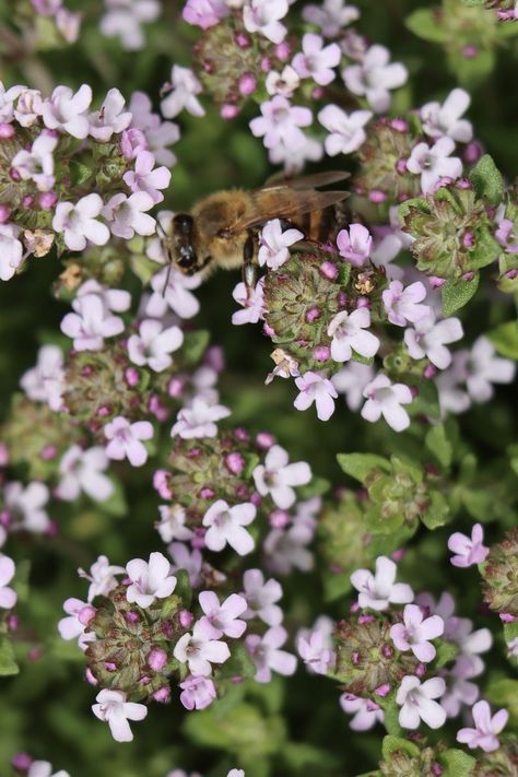 Bee on thyme flowers Chive Flower, Vine Flowers, Thyme Flower, Edging Plants, Cottage Garden Plants, Best Flowers, Perennial Herbs, Bee Balm, Flower Blanket