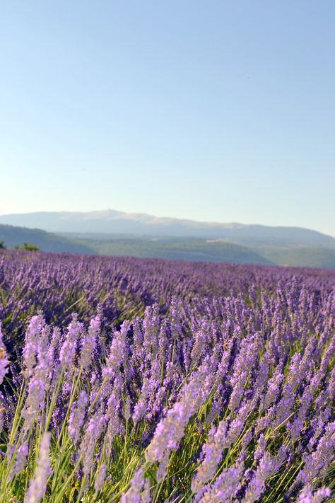 Lavender Field, Lavender Fields, Purple Flowers, Provence, Lavender, Purple, For Sale, Flowers